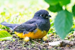 Gartered Trogon [Trogon caligatus sallaei] 