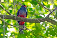 Slaty-tailed Trogon [Trogon massena hoffmanni] 