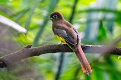 Northern Black-throated Trogon [Trogon tenellus] 