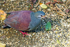 COLUMBIFORMES