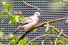 Croaking Ground Dove [Columbina cruziana]