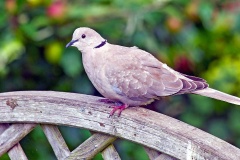 Eurasian Collared Dove [Streptopelia decaocto]