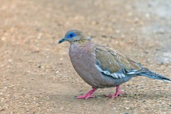 West Peruvian Dove [Zenaida meloda]
