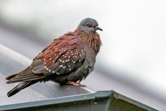 Speckled Pigeon [Columba guinea phaeonota]