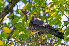 African Olive Pigeon [Columba arquatrix]