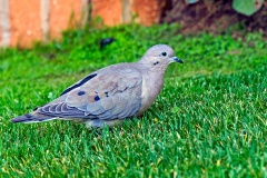 Eared Dove [Zenaida auriculata auriculata]