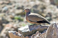 Black-winged Ground Dove [Metriopelias melanoptera melanoptera]
