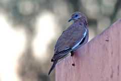 West Peruvian Dove [Zenaida meloda]