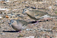 Picui Ground Dove [Columbina picui picui]
