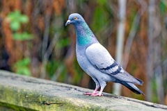 Rock Dove [Columba livia]