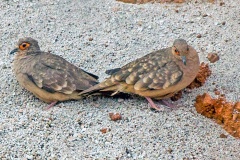 Bare-faced Ground Dove [Metriopelias ceciliae zimmeri]