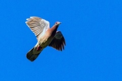 Pale-vented Pigeon [Patagioenas cayennensis pallidicrissa]