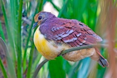 Cinnamon Ground Dove [Gallicolumba rufigula] 