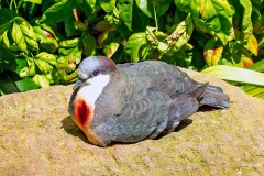Luzon Bleeding-heart [Gallicolumba luzonica] 