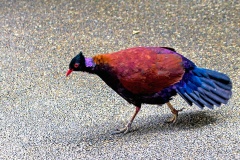 Pheasant Pigeon [Otidiphaps nobilis] 