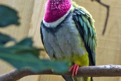 Pink-headed Fruit Dove [Ptilinopus porphyreus]
