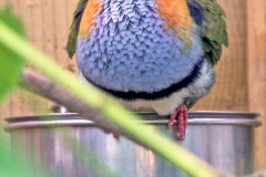 Superb Fruit Dove [Ptilinopus superbus]