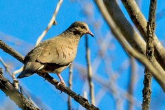 Common Ground Dove [Columbina passerina neglecta]