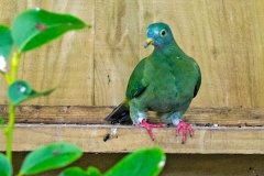 Black-naped Fruit Dove [Ptilinopus melanospilus]