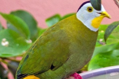Black-naped Fruit Dove [Ptilinopus melanospilus]
