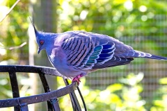 Crested Pigeon [Ocyphaps lophotes]