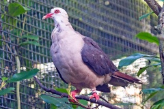 Pink Pigeon [Nesoenas mayeri]