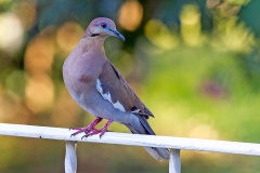 White-winged Dove [Zenaida asiatica australis]