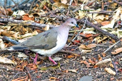 White-tipped Dove [Leptotila verreauxi verreauxi]