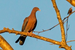 Red-billed Pigeon [Patagioenas flavirostris flavirostris]