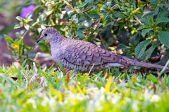 Inca Dove [Columbina inca]
