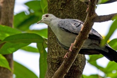 Blue Ground Dove [Claravis pretiosa]