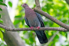 Maranon Pigeon [Patagioenas oenops]