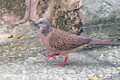 Spotted Dove [Spilopelia chinensis tigrina]