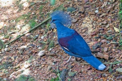 Western Crowned Pigeon [Goura cristata]