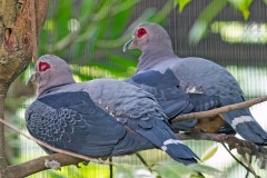Pinon's Imperial Pigeon [Ducula pinon]