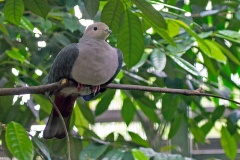 Green Imperial Pigeon [Ducula aenea polia]