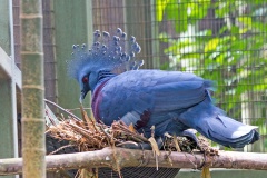 Sclater's Crowned Pigeon [Goura sclaterii]