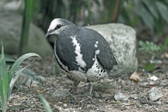Wonga Pigeon [Leucosarcia melanoleuca]
