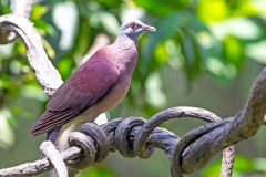Malagasy Turtle Dove [Nesoenas picturatus]