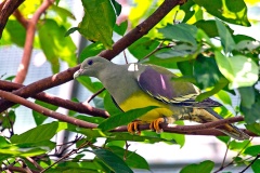 Bruce's Green Pigeon [Treron waalia]