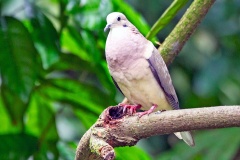 Green Imperial Pigeon [Ducula aenea polia]