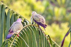 Pink-necked Green Pigeon [Treron vernans]