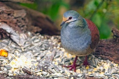 Buff-fronted Quail-Dove [Zentrygon costaricensis]
