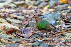 Common Emerald Dove [Chalcophaps indica indica]