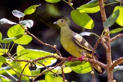 Pink-necked Green Pigeon [Treron vernans]