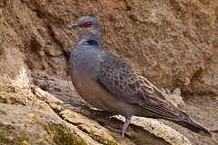 Dusky Turtle Dove [Streptopelia lugens]