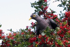 African Olive Pigeon [Columba arquatrix]
