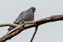 Stock Dove [Columba oenas oenas]