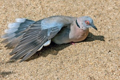 Mourning Collared Dove [Streptopelia decipiens ambigua]
