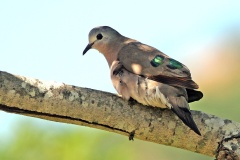 Emerald-spotted Wood Dove [Turtur chalcospilos]
